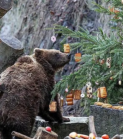 Thalleruv Dum Guest house 3*