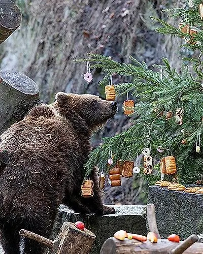 塔勒鲁夫杜姆住宿酒店 招待所 3*